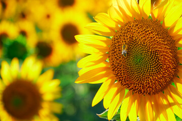 sunflower - bright field with yellow flowers, beautiful summer landscape