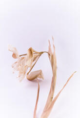 Fototapeta na wymiar Dried iris flower on white background