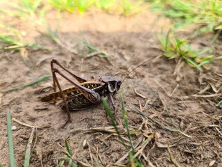 grasshopper on the grass