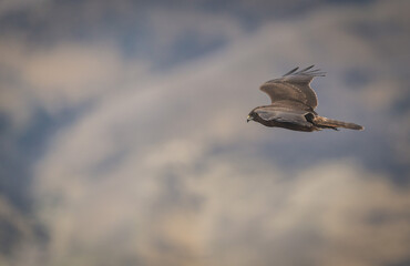 Hawk soaring above landscape New Zealand