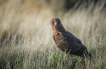 Wild Hawk in grassland New Zealand