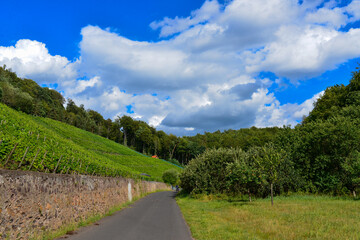 Weinbau am Schloßberg in Wasserlos-Alzenau