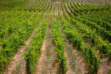 Fototapeta na wymiar View of vineyards with vines, agricultural farm fields, typically Mediterranean landscape