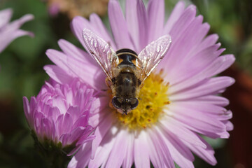 Female hoverfly, Eurasian Drone Fly (Eristalis arbustorum) of the family Syrphidae on a pink flower of an aster (Aster ageratoides), family Compositae of Asteraceae. September, in a Dutch garden