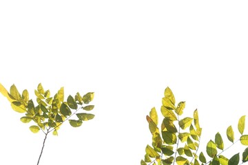 Tropical yellow plant leaves with branches on white isolated background and sun light 