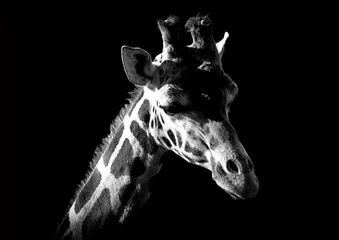 Rolgordijnen giraffe © gadge