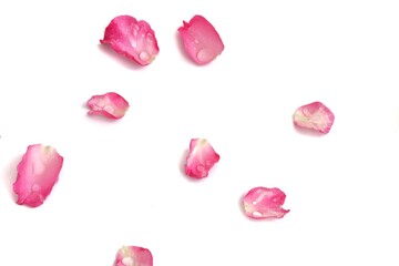 Blurred a group of sweet pink rose corollas with droplets on white isolated background  