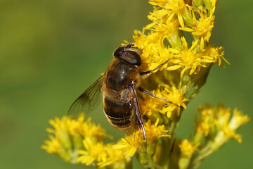 Hover fly Eristalis tenax, family Syrphidae on the flowers of Canadian goldenrod (Solidago Canadensis). Netherlands, September