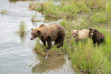 Female Brown Bear with two cute chubby cubs in Katmai National Park