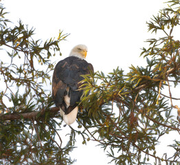 American bald eagle in tree