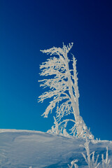 Ośnieżone drzewo, Zimowy krajobraz w górach