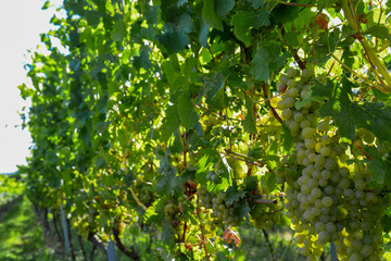 Weinbau in Wasserlos-Alzenau