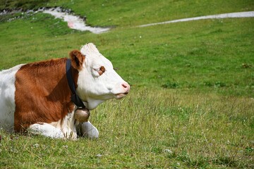 Krowa na alpejskiej łące. Salzburgland, region Zauchensee © Lancan