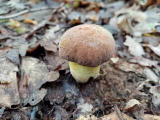 Edible forest mushrooms. A photograph of an edible forest mushroom in nature.