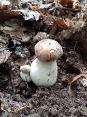 Edible forest mushrooms. A photograph of an edible forest mushroom in nature.