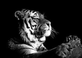 white tiger portrait