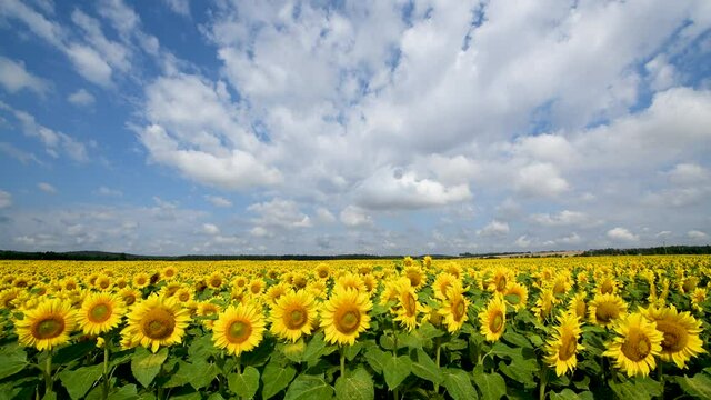 bautiful sunflowers field over blue sky