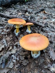 Edible forest mushrooms. A photograph of an edible forest mushroom in nature.