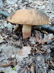 Edible forest mushrooms. A photograph of an edible forest mushroom in nature.