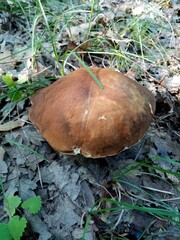 Edible forest mushrooms. A photograph of an edible forest mushroom in nature.