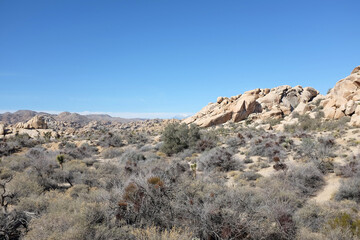 Joshua Tree and San Gorgonio