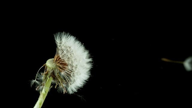 Macro Shot of Dandelion being blown in super slow motion on black background. Filmed on high speed cinematic camera at 1000 fps.