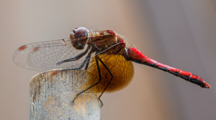 Closeup photo of a red dragonfly sitting on a bamboo stick, focused on the wings