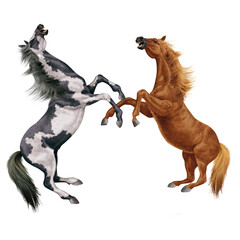 cheval, indien, blanc, animal, isolé, combat, force, étalon, galop, course, courir, amoureux des chevaux, mammifère, arabe, chevalin, nature, silhouette, ferme, sauvage, crin, illustration, poney, bea