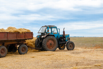 Obraz premium Old blue tractor harvests hay for the winter. Agriculture concept