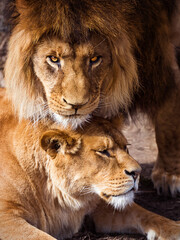 Fototapeta premium Pair of adult Lions. Predator´s love.