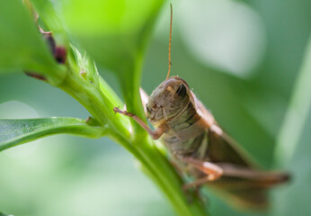 Closeup photo of beige grasshopper sitting on a peony stem
