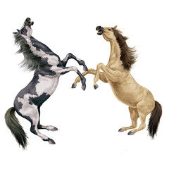 cheval, indien, blanc, animal, isolé, combat, force, étalon, galop, course, courir, amoureux des chevaux, mammifère, arabe, chevalin, nature, silhouette, ferme, sauvage, crin, illustration, poney, bea