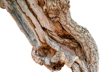 old broken tree trunk
