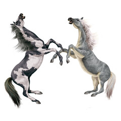 cheval, indien, blanc, animal, isolé, combat, force, étalon, galop, course, courir, amoureux des chevaux, mammifère, arabe, chevalin, nature, silhouette, ferme, sauvage, crin, illustration, poney, bea