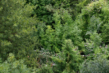 Fototapeta na wymiar Vegetation in an urban park