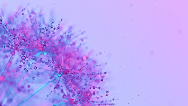 Macro Shot of Dandelion being blown in super slow motion on neon background. Filmed on high speed cinematic camera at 1000 fps.