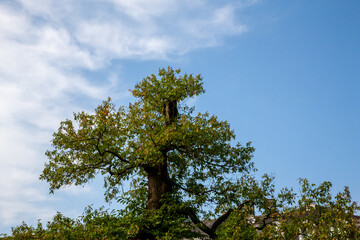 Baumkrone