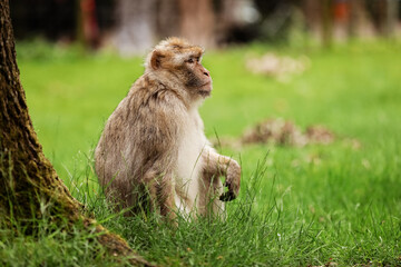 Macaque on the grass. Little popular monkey. monkey in the zoo on the grass.