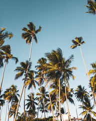 Fototapeta na wymiar palm trees on blue sky background