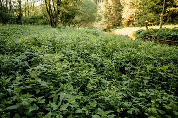 Obraz premium beautiful summer morning in sunny forest