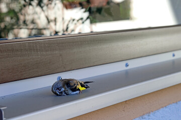 Ein Vogel ist gegen eine Fensterscheibe geflogen und gestorben. Tod von Vögeln durch Glasscheiben