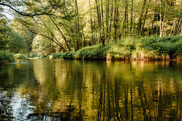 Fototapeta na wymiar beautiful forest river on summer morning