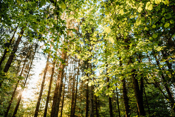 Obraz premium beautiful summer morning in sunny forest