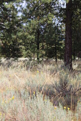 Idaho