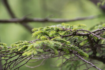 nadelbaum