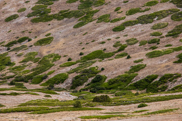 Green spots of creeping plants on mountain landscape.