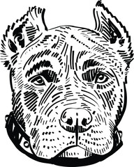 black and white illustration of a Pitt bull dog head