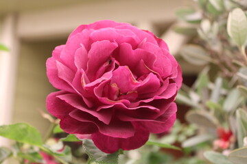 pink rose bush
