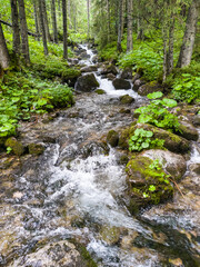 The Small Meadow Valley - Tatry - Zakopane