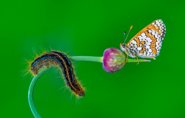 Macro shots, Beautiful nature scene. Closeup beautiful butterfly sitting on the flower in a summer garden.